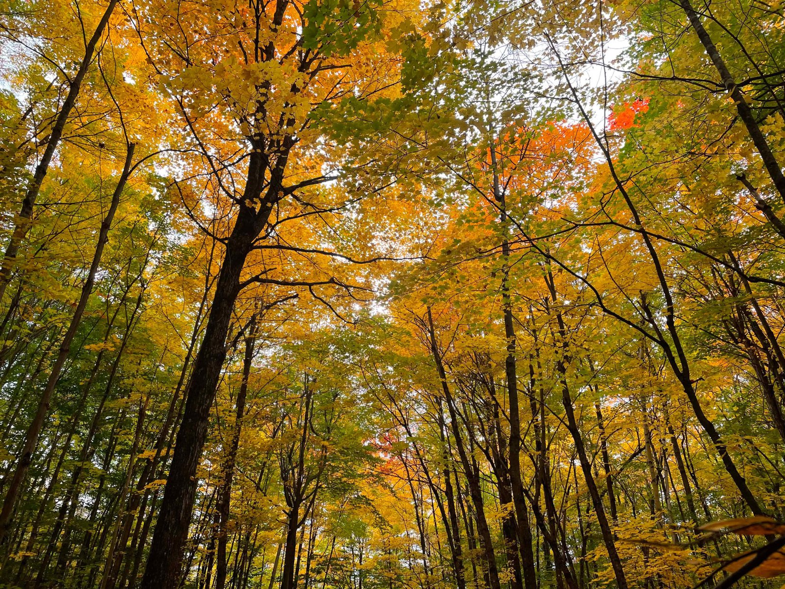 Fall