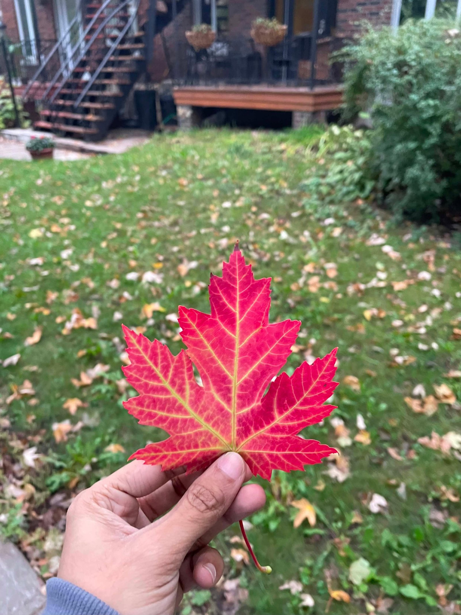 First Fall Experience